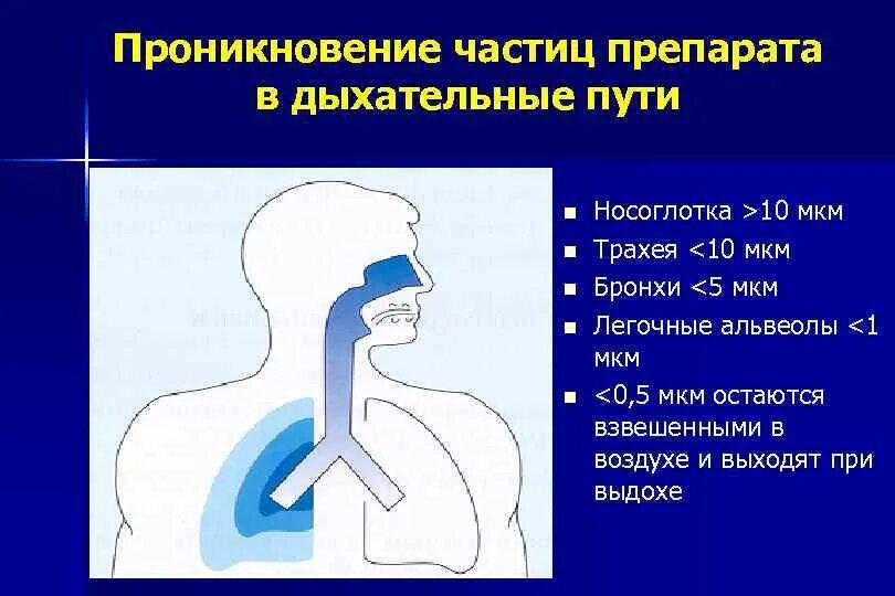 Строение отделов дыхательной системы с обозначениями. Заболевания верхних и нижних дыхательных путей. Поражение органов дыхания. Дыхательные пути и легкие. Глоточная фаза глотания.