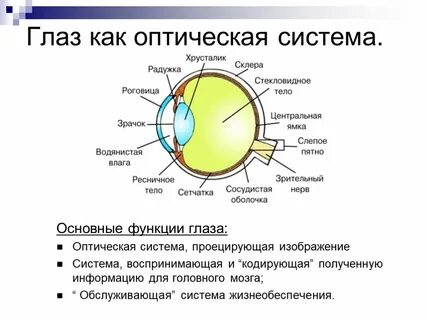 Проект глаз как оптическая система