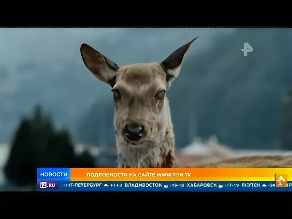 Фотоловушка олень. В сша появились олени зомби. Копытка болезнь оленей. В сша появились олени зомби. В сша появились олени зомби.