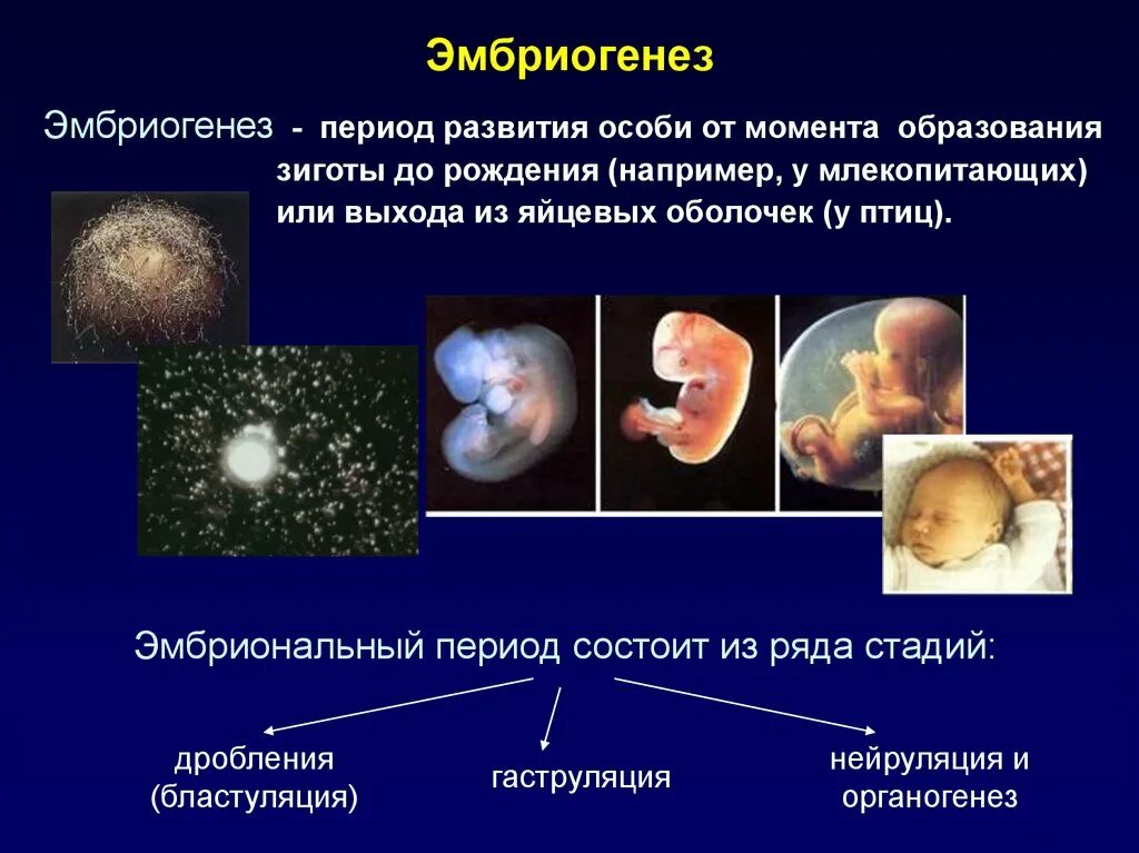 Периоды эмбриогенеза человека. Периодизация эмбриогенеза человека. Биология 9 класс эмбриональный период развития. Онтогенез эмбриональный период развития. Основные этапы развития организмов