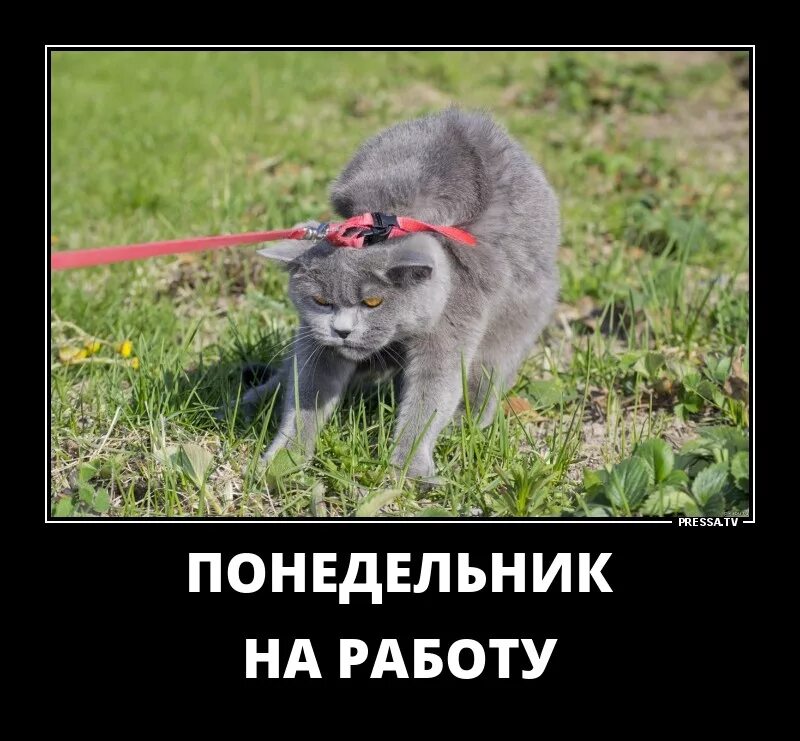 Мотивация на работу после отпуска. Дома после отпуска. На работу после отпуска. Отпуск картинки. На работу после отпуска приколы.