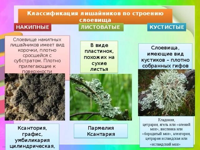 Описание лишайника по следующему плану. Лишайники накипные листоватые кустистые. Лишайники накипние листоватие кустистие. Классификация лишайников накипные. Сросшиеся слоевища накипных лишайников.