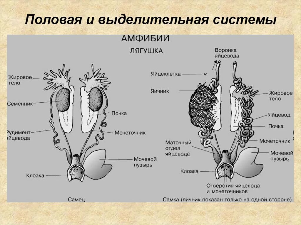 Половая система и размножение земноводных. Половая система земноводных амфибий. строение выделительной системы земноводных. выделительная система амфибий схема. схема половой системы земноводных.