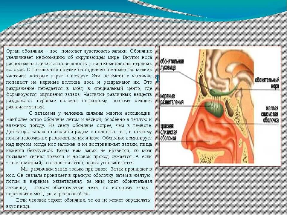 Не чувствую нос. Не чувствую нос. Обоняние. Нос орган. Обоняние запахи.