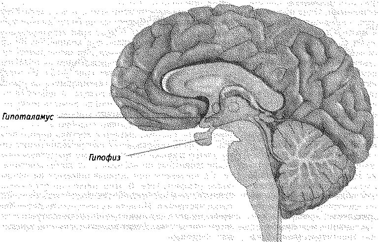 Гипоталамус. Гипоталамус рисунок. Гипоталамус и гипофиз. Гипофиз строение. Гипофиз передний мозг