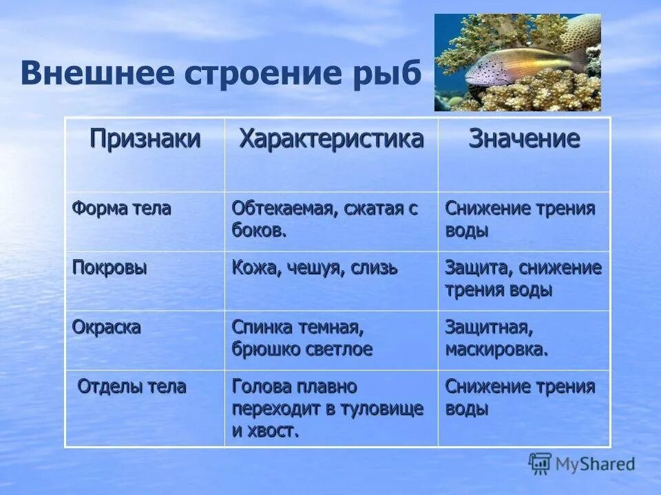 Внешнее строение рыбы таблица 8 класс. Внешнее строение рыбы особенности строения. особенности внешнего строения рыб. форма тела рыб. внешнее строение рыб таблица.