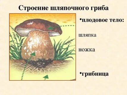 В плодовом теле шляпочного гриба созревают семена