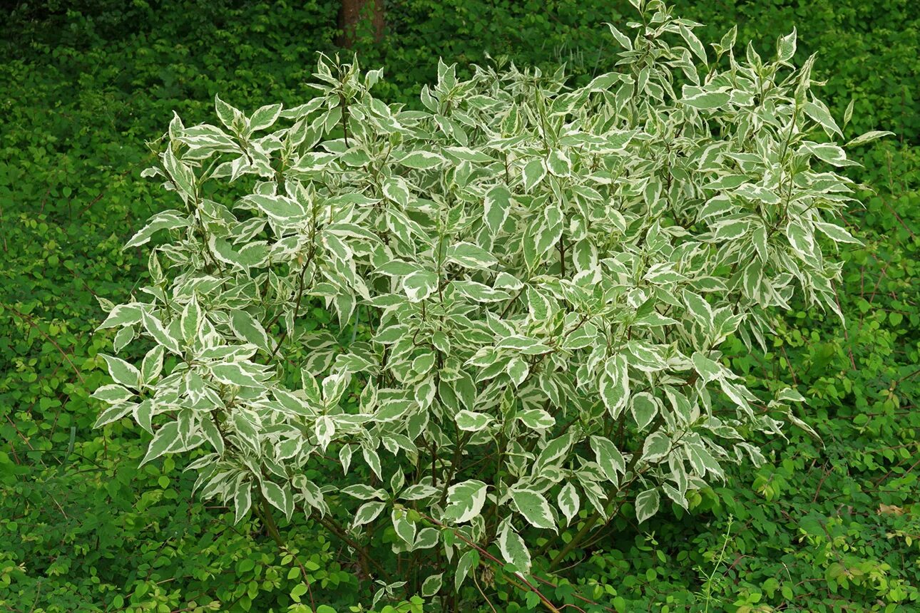 Дерен cornus alba sibirica. Дёрен белый. Дерен белый айвори хало. Дерен белый spaethii. Дерен шпета.