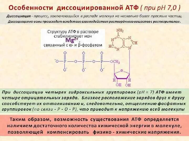 Атф поглощается. Химическая структура АТФ. Распад АТФ. Особенности химического строения АТФ. АТФ Кокарбоксилаза.