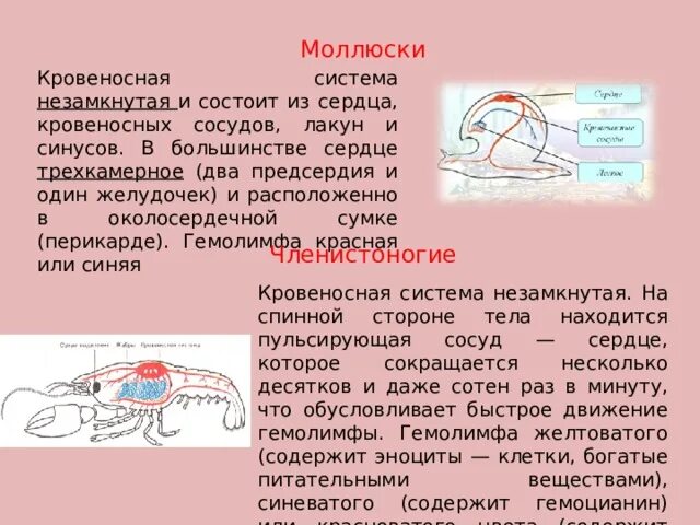 Моллюски кровеносная система незамкнутая. Замкнутая и незамкнутая кровеносная система. Кровеносная система ракообразных. Лакуны кровеносной системы.