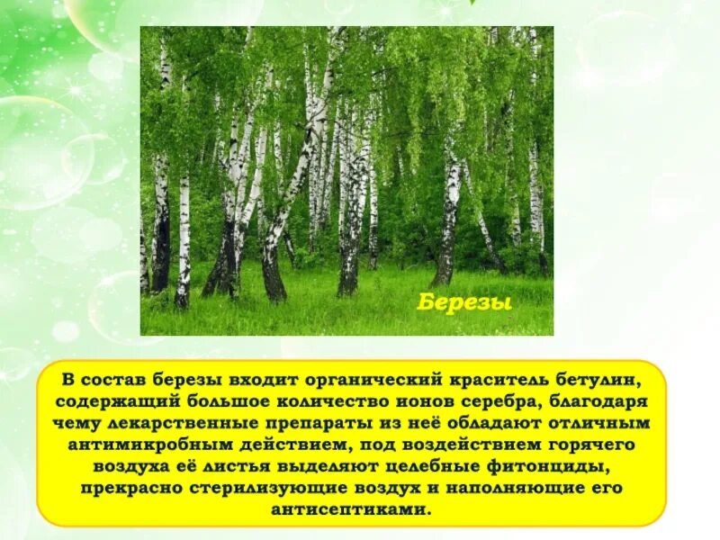 Взбирается по березке. Состав березы. Из чего состоит береза. Береза бетулин. Березка состав.