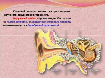 Наружный слуховой канал