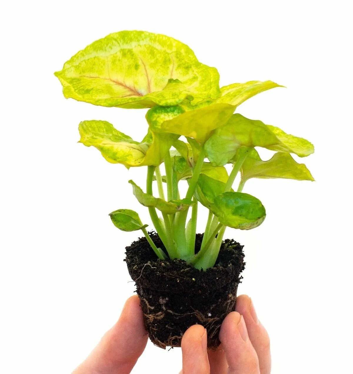 Сингониум голден аллюжен. Сингониум mango allusion. Сингониум butterfly allusion. Сингониум «bob allusion». Сингониум голден аллюжен.