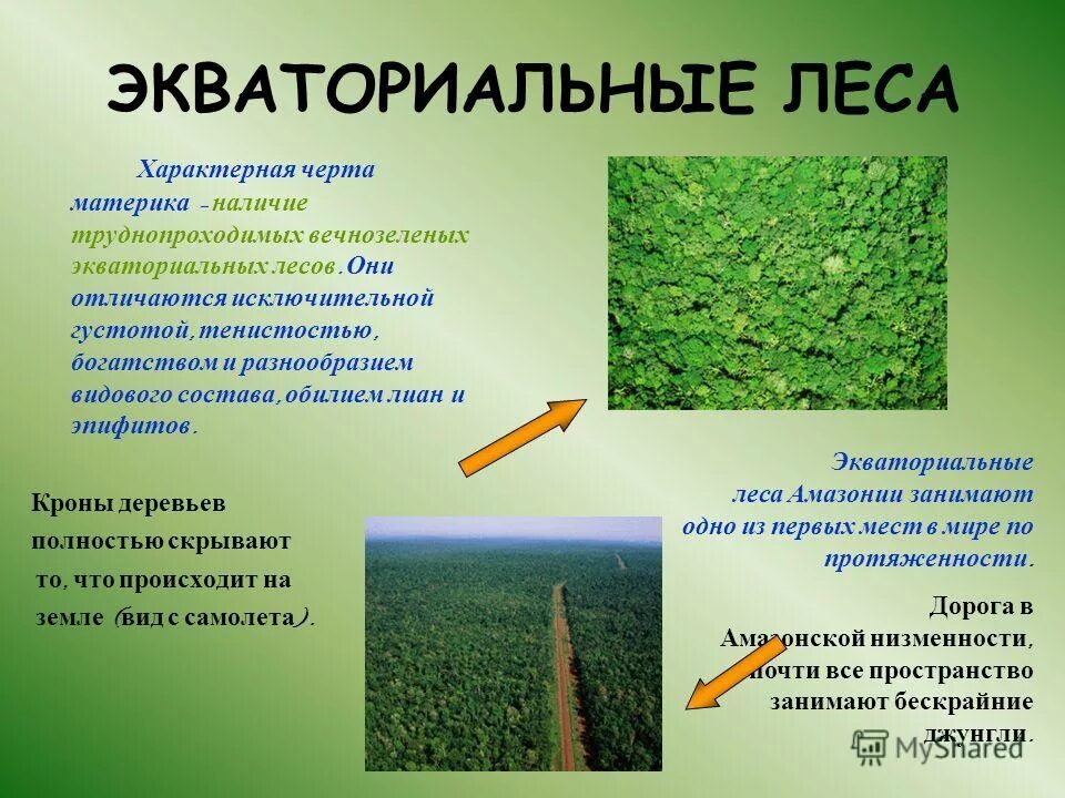 видовое богатство и видовое разнообразие. органический мир южной америки. характеристика природных зон северной америки 7 класс география. растительный мир воронежского края. природные экосистемы.