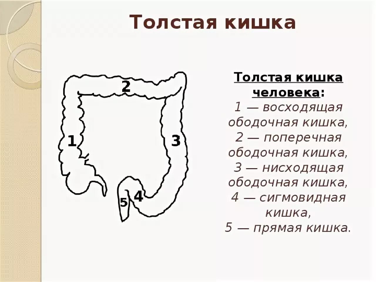 Тонкая кишка биология. Пищеварение в толстой кишке схема. Пищеварение в толстом кишечнике схема. Отделы Толстого кишечника. Схема толстой кишки у человека.