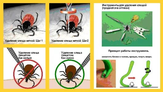Как вытащить клеща у человека видео. Методика удаления клеща. как вытащить клеща у человека в домашних условиях правильно пинцетом. как удалить клеща обж 6 класс. как выкручивать клеща у собаки пинцетом.