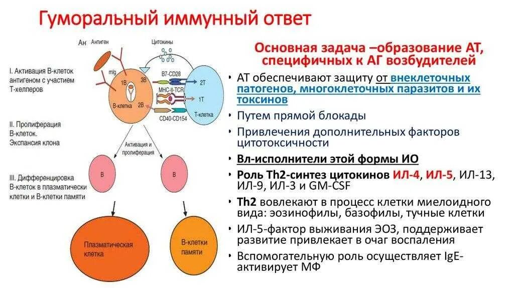 Иммуноглобулины интерфероны. Механизм развития клеточного иммунного ответа. Гуморальный адаптивный иммунный ответ. Гуморальный адаптивный иммунитет схема. Регуляция гуморального иммунного ответа.