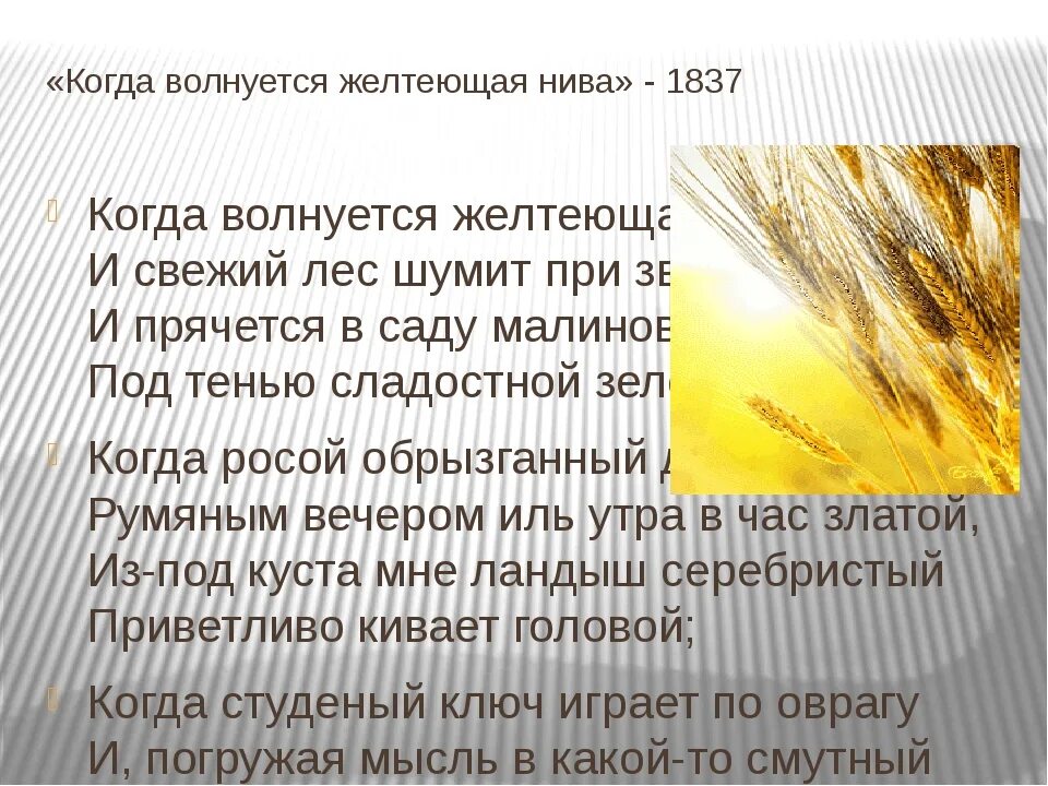 Лермонтова когда волнуется желтеющая Нива. Стихотворение Лермонтова желтеющая Нива. Желтевшая Нива Лермантов. Стихотворение Лермонтова когда волнуется желтеющая Нива.