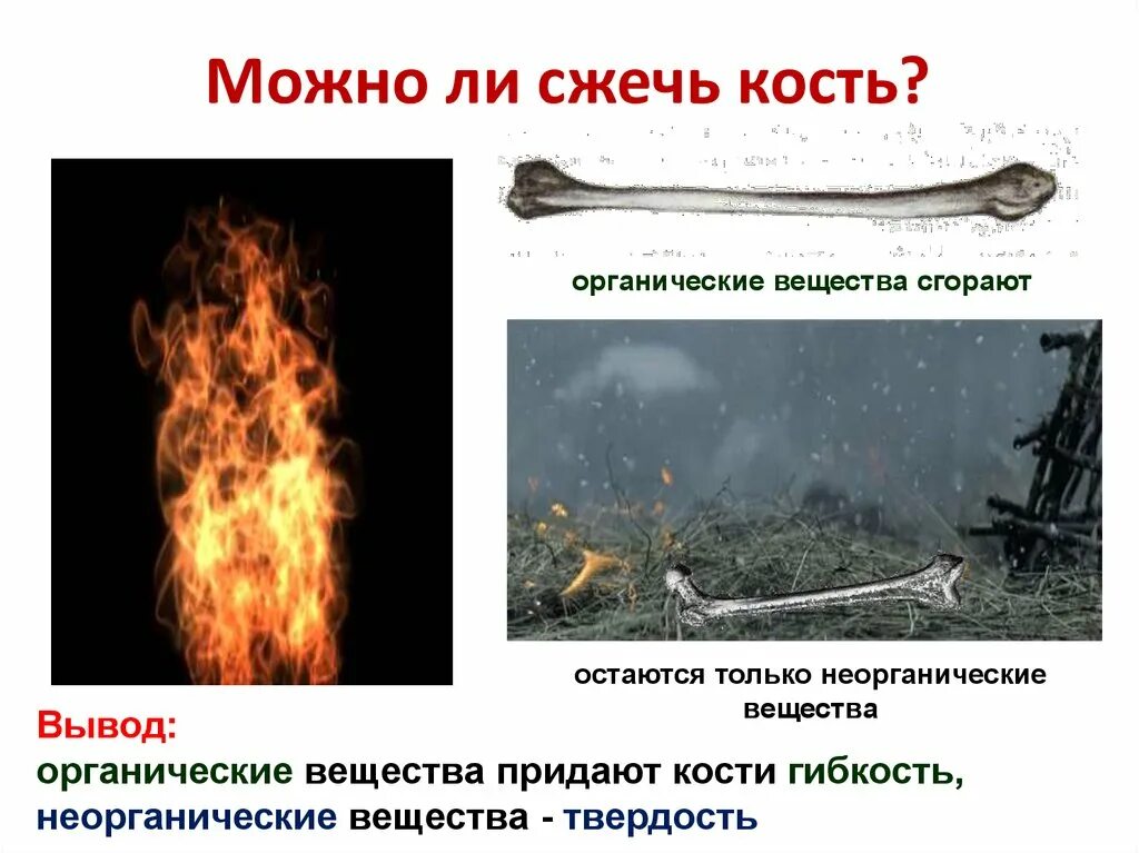 Сжигание кости. Сжигание кости. Химический состав кости. Сжигание кости. Химический состав костей.