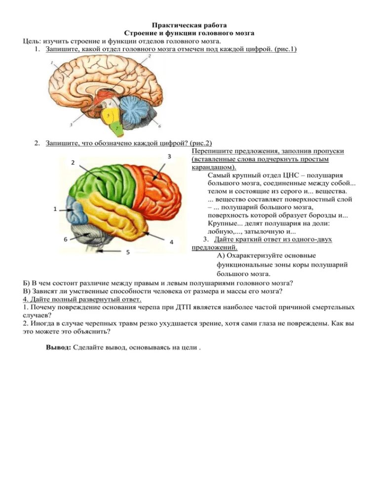 Отделы головного мозга 8 класс биология. Изучить строение головного мозга. Строение головного мозга биология 8 отделы и функции. Структуры головного мозга биология 8 класс. Мозг биология огэ