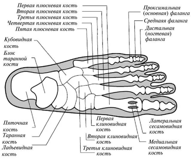 Таранная кость анатомия. Кубовидная кость стопы анатомия. Перелом кубовидная кость стопа анатомия. Таранная кость правой стопы. Ладьевидная кость стопы шишка.