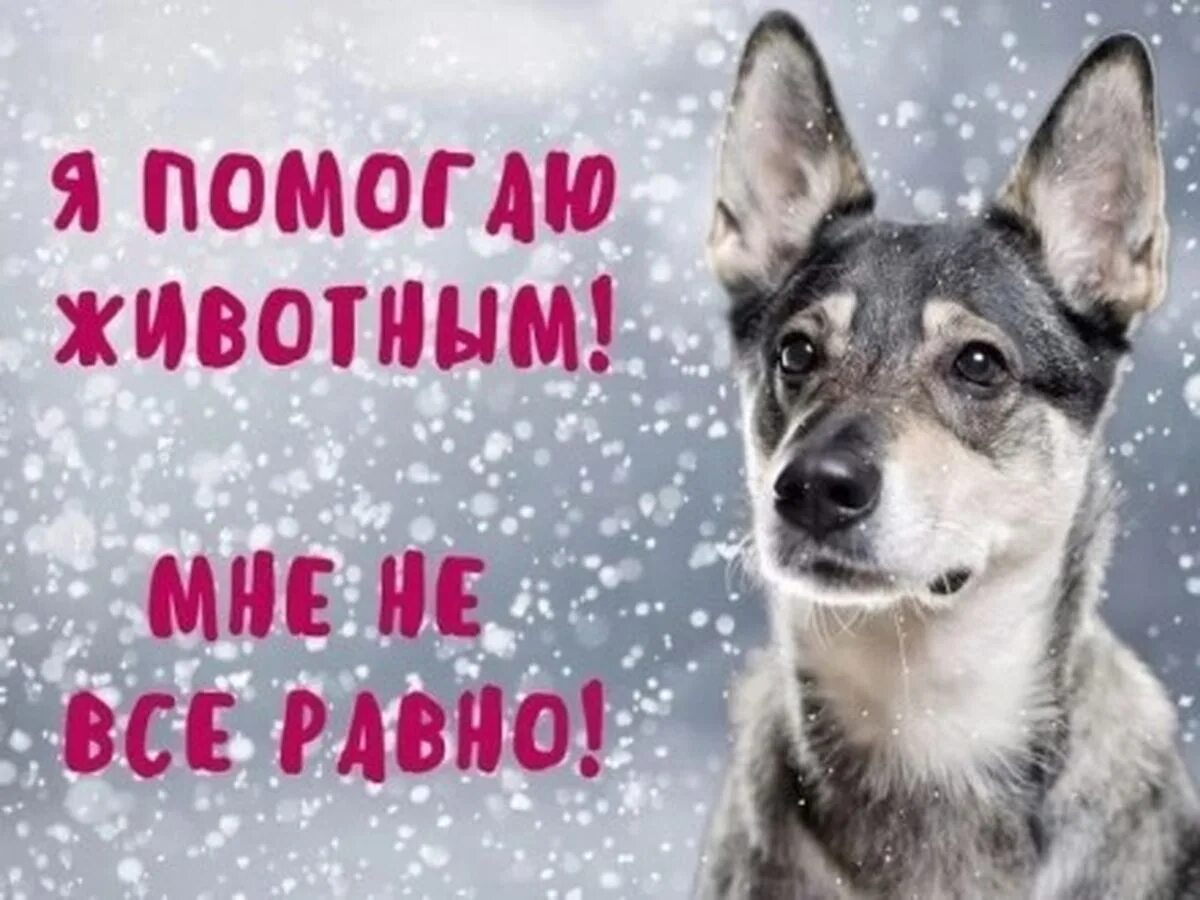 Помощь приюту для животных. Помоги животным. я помогаю животным. помоги приюту для животных.