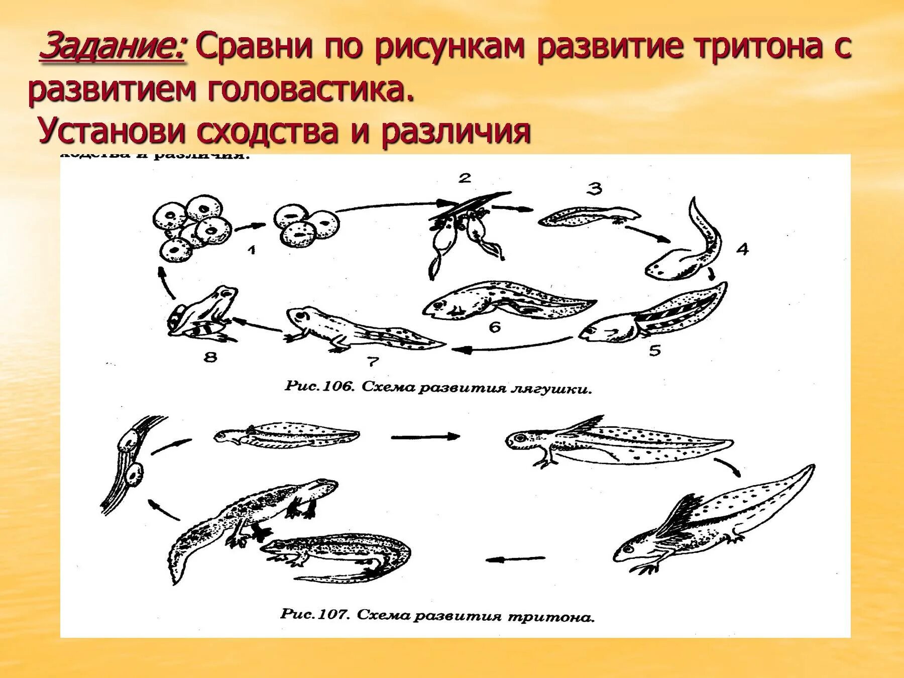 Цикл развития земноводных схема. Гребенчатый Тритон цикл развития. Цикл развития Тритона обыкновенного. Схема развития земноводных (рисунок.