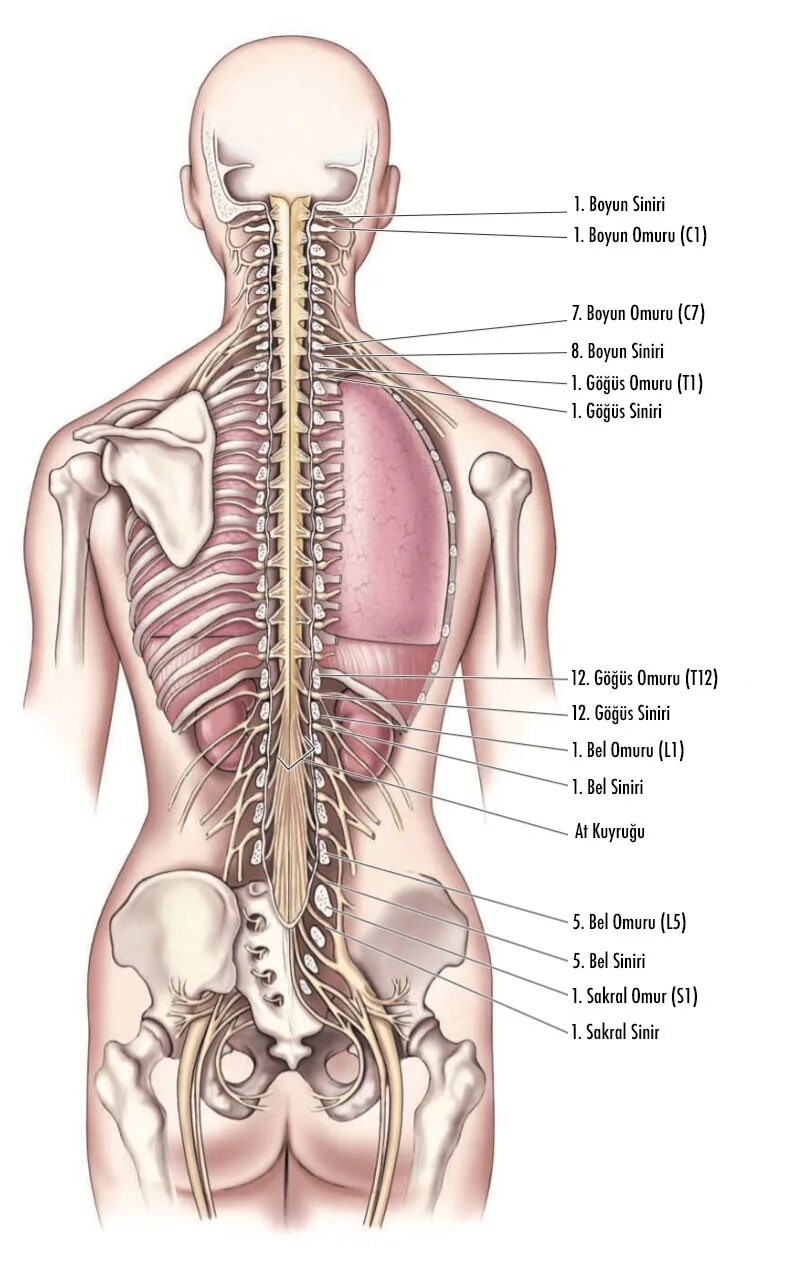 Органы в пояснице. Спинной мозг анатомия человека. Строение спинного мозга человека. Строение спины. Поясница строение.