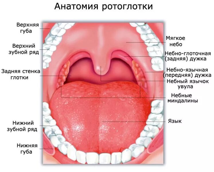 Воспалилось небо - что делать?(Причины и лечение)