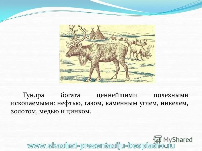 богатства тундры использует человек