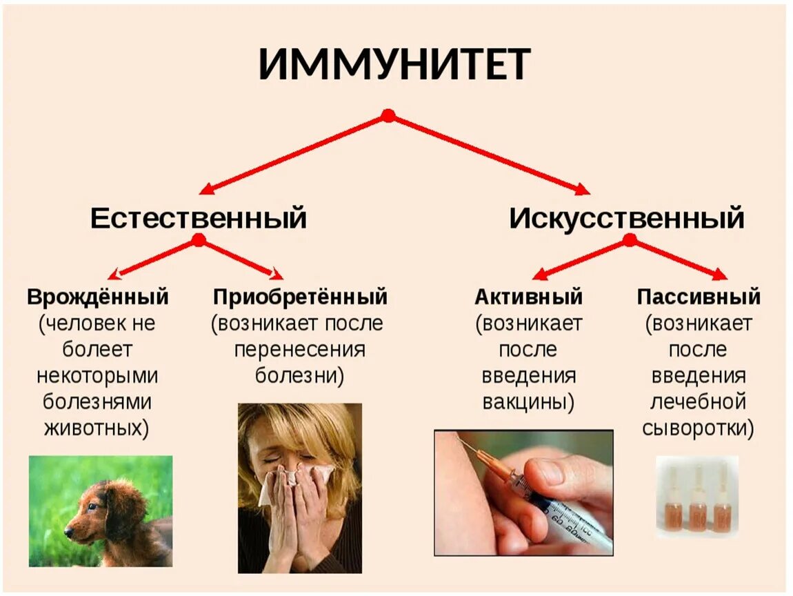 Что значит быть человеком естественным. Иммунитет активный и пассивный естественный и искусственный. Виды иммунитета естественный искусственный активный пассивный. Врожденный и приобретенный иммунитет искусственный и естественный. Активный пассивный врожденный иммунитет.