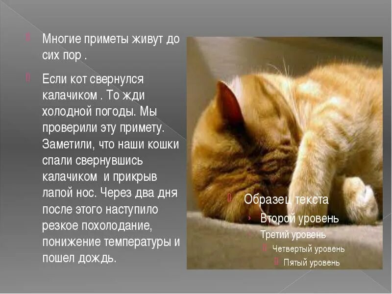 Приметы про котов. Приметы о рыжих котах. Кошачьи приметы. Рыжий кот приметы. В дом приходит кошка примета к чему