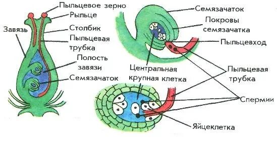 Оплодотворенная спермием центральная клетка. Схема двойного оплодотворения у покрытосеменных растений. Двойное оплодотворение у покрытосеменных. Двойное оплодотворение характерно для. Спермии у растений.