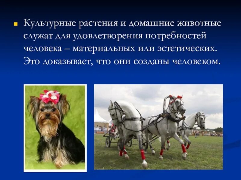 Культурные растения и домашние животные. Умеют питаться и не передвигаются. Культурные растения домашние животные. Изменение домашних животных и культурных растений. Для чего служат животные.