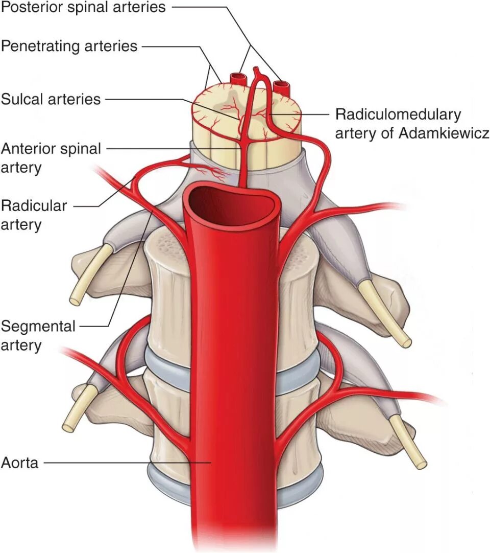 Кровоснабжение межпозвоночных дисков. Позвоночная артерия кровоснабжение. Задняя спинномозговая артерия анатомия. Спинномозговые ветви позвоночной артерии. Кровоснабжение спинного мозга.