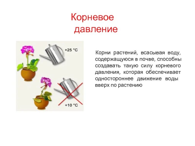 Опыт корневого давления растений. Опыт Корневое давление 6 класс биология. Корневое давление. Опыт Корневое давление.