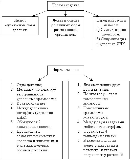 Сравнение митоза и мейоза таблица. Черты сходства и отличия митоза и мейоза. Сходства и различия митоза и мейоза в таблице. Черты сходства черты различия митоз мейоз.