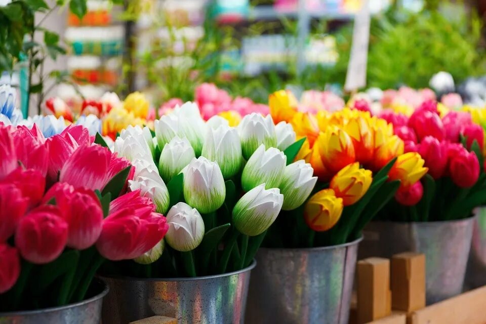 Тюльпаны купить набережные. Цветы тюльпаны. Красивые тюльпаны. Тюльпаны цветные.
