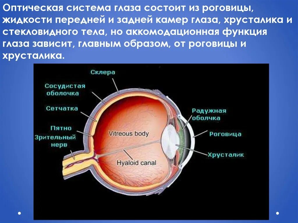 Оптическая система глаза. Оптическая система глаза состоит. Оптическое строение глаза. Анатомия оптической системы глаза. Сетчатка буква