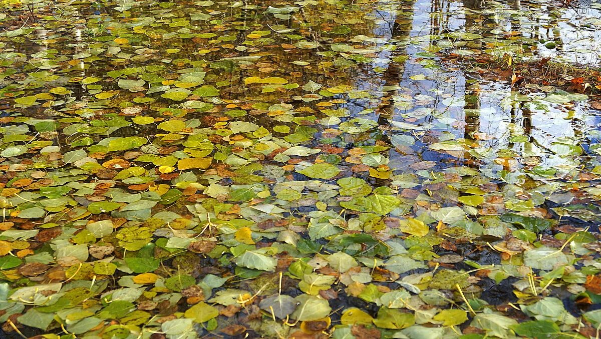 Идет дождь падают листья. Осень листопад. Идет дождь падают листья. Дождливая осень. Осень листопад дождь.