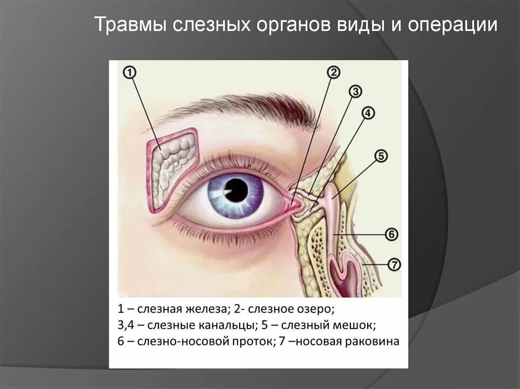 Слёзная железа анатомия. Слезный аппарат глаза анатомия. Носослезный мешок анатомия. Слезные железы относятся к железам