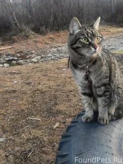 В новороссийске кошку