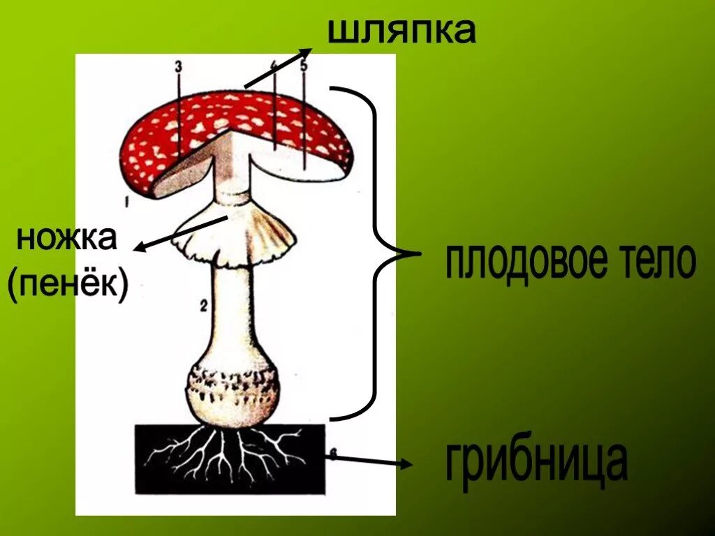 Что такое грибница 3 класс окружающий