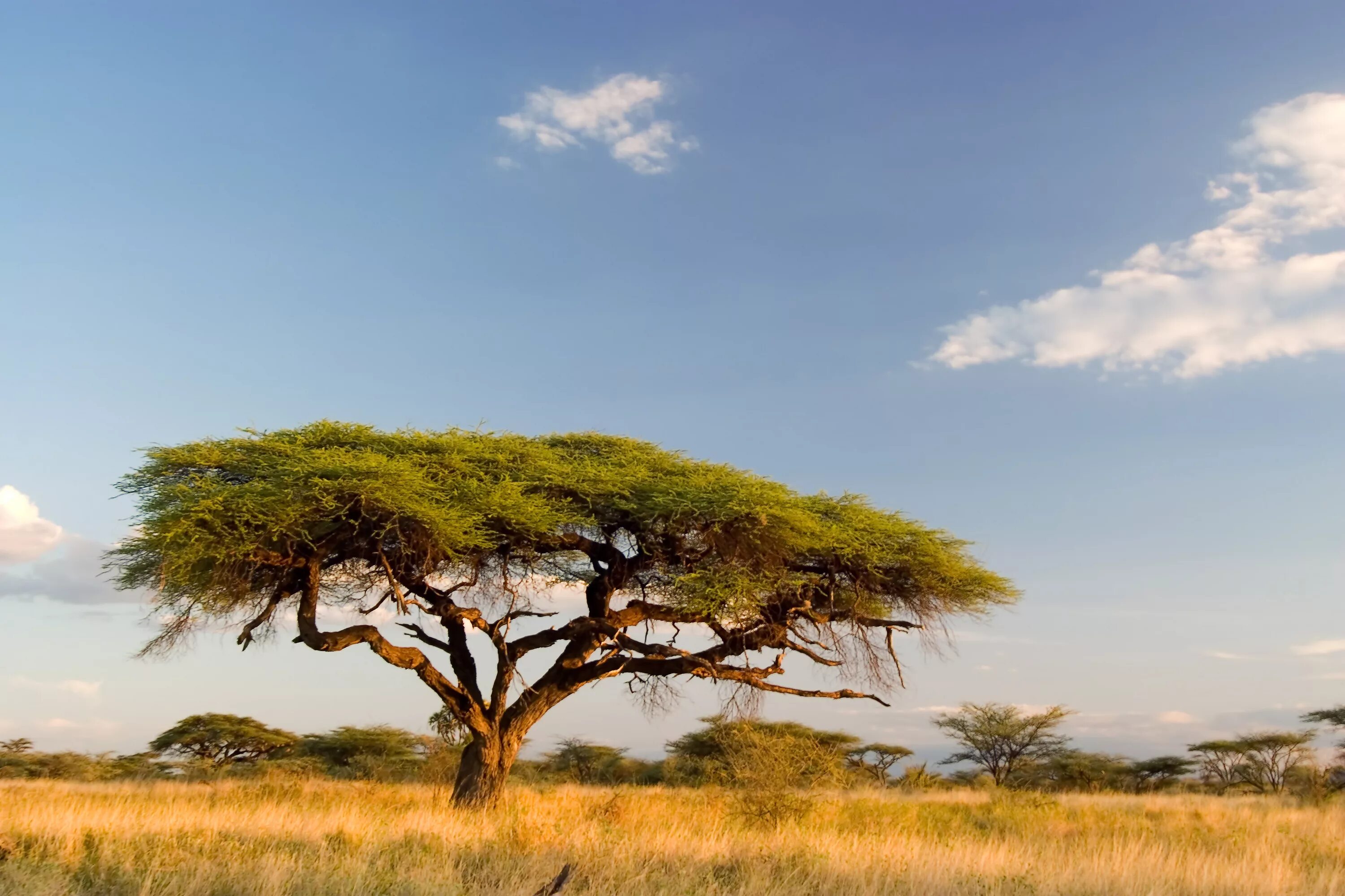 Western africa