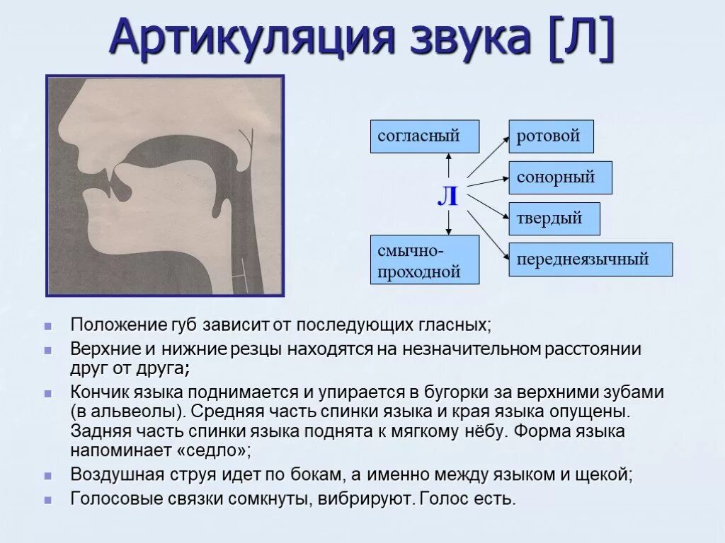 Произношение отдельных звуков. Профили артикуляции заднеязычных звуков. Правильная артикуляция звука л в логопедии. Логопедические профили артикуляции звука л. Артикуляция звука г и гь.