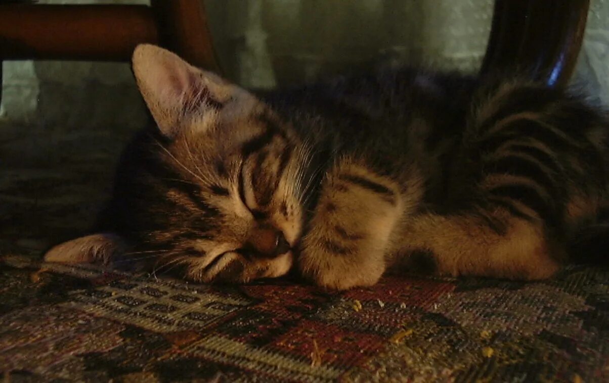 Спящий кот ночью. Кот ночью. Котенок сладко спит. Спокойной ночи котики. Кот спит ночью.