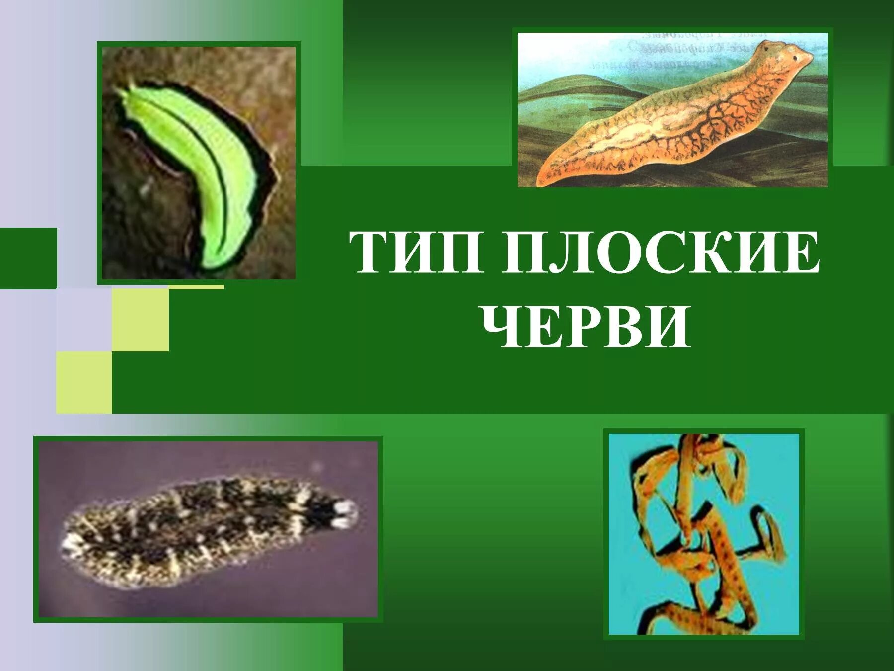 Плоские черви простейшие. Плоские черви. Тип плоские черви. Плоские черви презентация. Презентация на тему плоские черви.