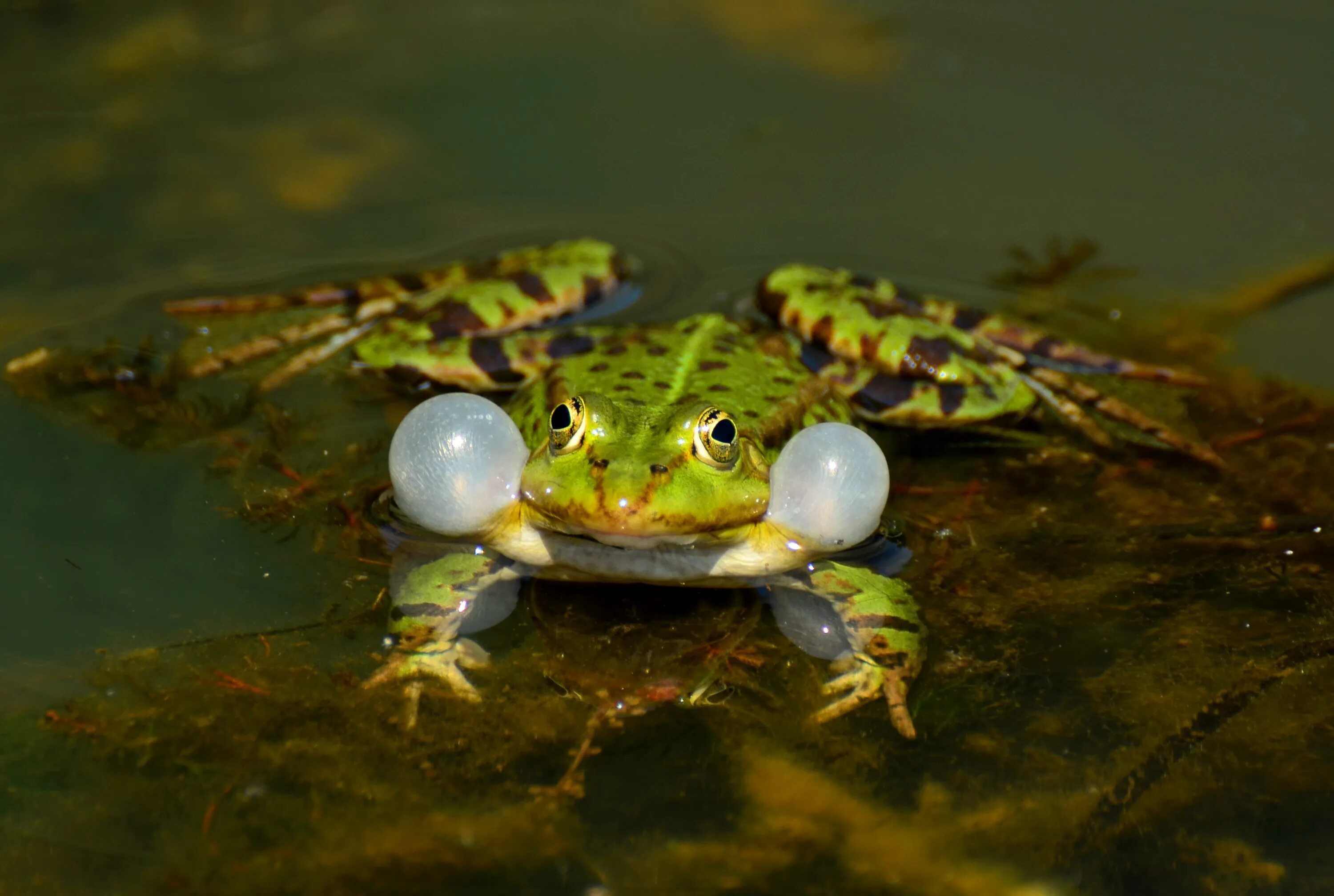 Marina frog. Земноводные лягушки и Жабы. Амфибия лягушка Озёрная. Земноводные Озерная лягушка. Бесхвостые амфибии.