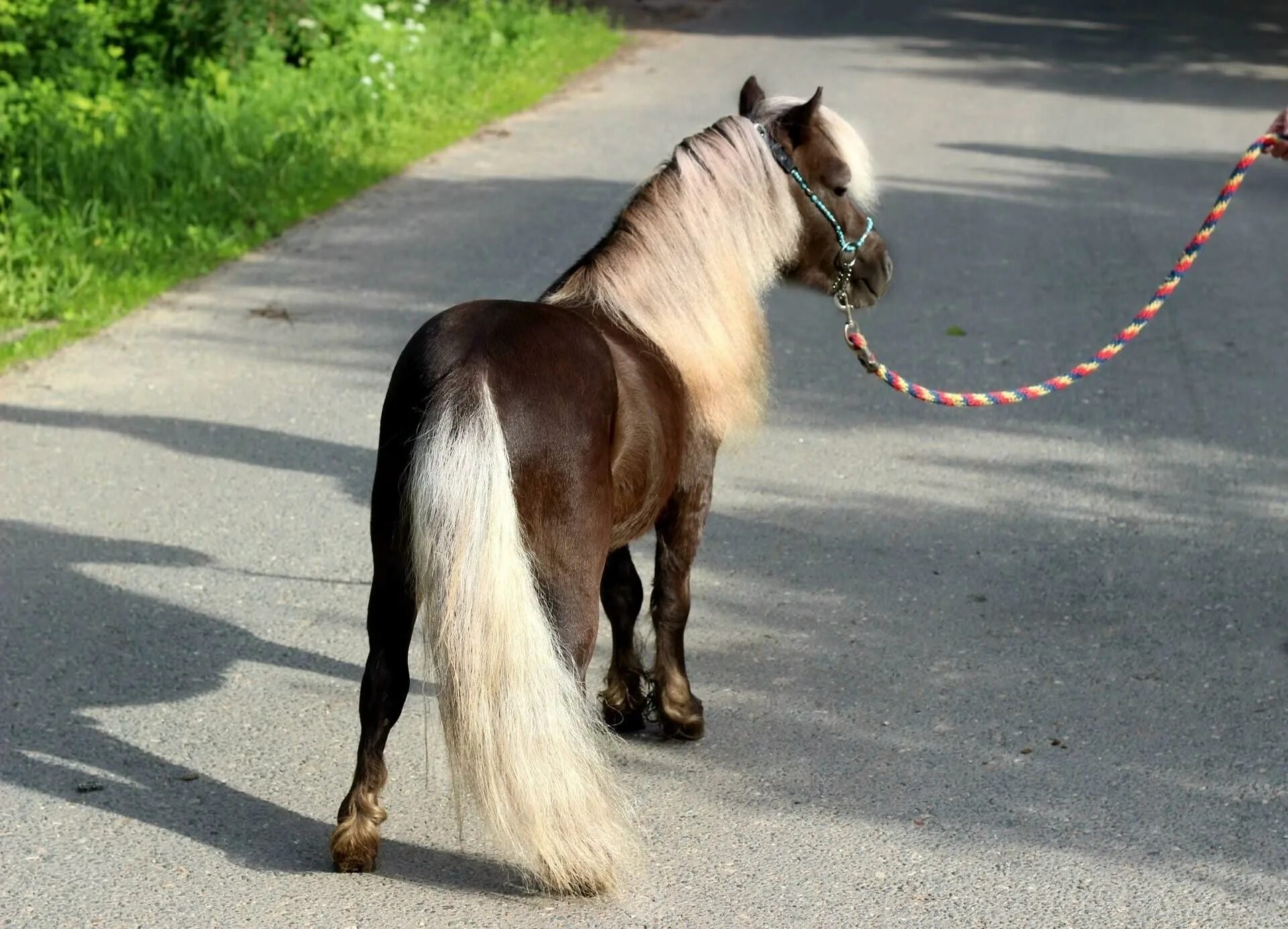 Mini pony. Лошади породы Фалабелла. Фалабелла пегая. Мини лошадь Фалабелла. Пони породы Фалабелла.