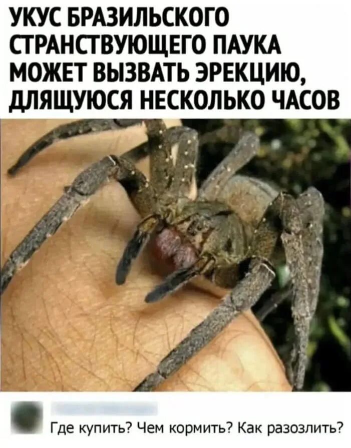 Укус странствующего паука. Бразильский странствующий паук. странствующий паук укус. укус бразильского странствующего паука. укус бразильского странствующего паука вызывает.